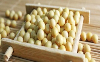 潍豆8号大豆种子简介,属中熟夏大豆品种