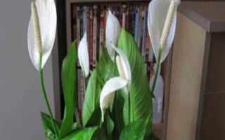 白掌的栽培管理方法，生长期间应经常保持盆土湿润