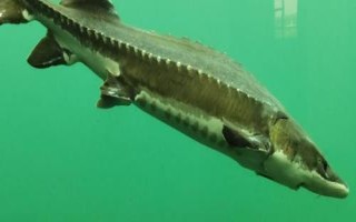 鲟鱼以什么为食，鱼苗和成鱼的食物有区别