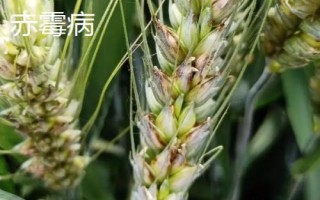 小麦有哪些病害,常见病害包括白粉病、锈病、赤霉病等类型