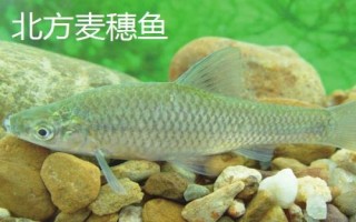 麦穗鱼的价格，具体售价会受到市场影响