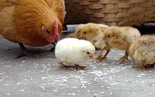 孵化小鸡要注意什么，孵化室的温度需超过25℃