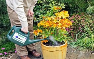 杜鹃花怎么修剪能开花爆盆，要在植株花期结束后进行