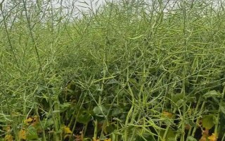 春天适合种什么农作物,适合种玉米、春大葱、茄子等