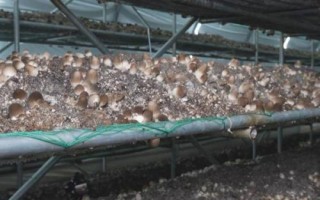草菇种植技术,栽培季节根据温度和当地气温情况而定