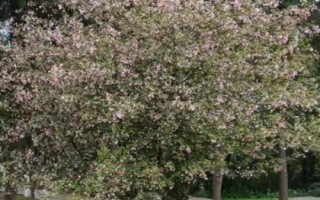 开花很香的树有哪些，这5种在生活中非常常见