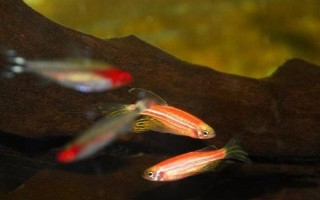 热带鱼多久繁殖一次，通常30-60天繁殖一次