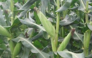 机玉7号玉米种子介绍，6月上中旬播种