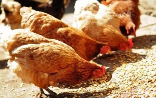 鸡不下蛋的原因，可能是日龄过大或光照不足等