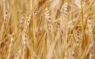 西农822小麦品种的特性，与对照品种（皖麦50）相当