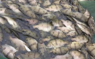 养殖鳜鱼的条件,池塘水源要充足、干净、温度适宜