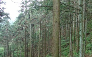 农村种植200亩杉木的成本，投资成本大概是18万元左右