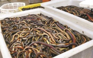 怎么诱捕黄鳝，一般可采用网捕、笼捕、聚捕等方法