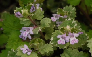 怎么养金钱薄荷，水养一定要保持水质清洁