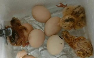 孵化小鸡要注意什么，孵化室的温度需超过25℃