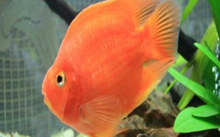 鹦鹉鱼的最佳水温，水温在25-30℃最佳