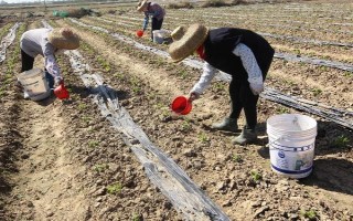 菜地土壤板结应该怎么改良,可采取增施有机肥、松土、掺沙这3种方式