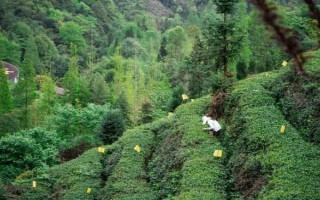 中国有哪十大茶叶品牌，西湖龙井、洞庭碧螺春等品牌榜上有名