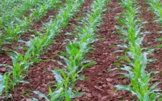 恒泰1901玉米种子特点，一次性播种全苗