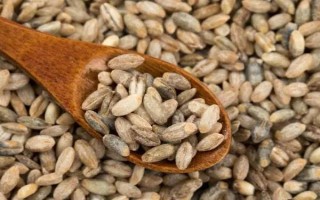 青稞和小麦有什么区别,穗部、果实和产地均不同