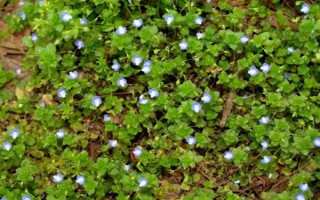 阿拉伯婆婆纳草有哪些特点，高约10-50厘米