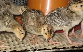 野鸡苗公母如何鉴别，以翻肛鉴别为主