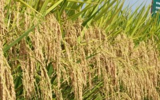科优21水稻种子特点,全生育期148.2天