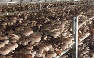 香菇的接种方法,可选择密接种法、深接种法等