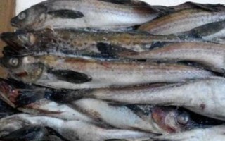 什么是明太鱼，学名叫做黄线狭鳕
