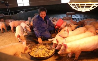 猪的应激反应如何减少，尽可能提供营养好的饲料