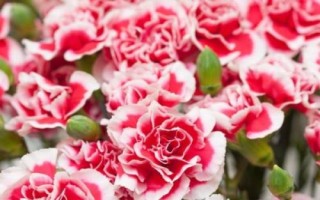 道歉时要送什么花卉,黄玫瑰可作为首选