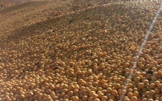 黑农75大豆品种的特性,低肥力地块22000株