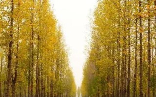 杨树管理技术,浇水通常每年浇4次