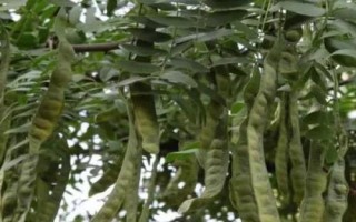 皂角的种植方法，种子需用机械方式损伤种皮