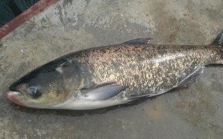 鲢鳙生活在哪里,常在江河、水库、湖泊等水域的中上层活动