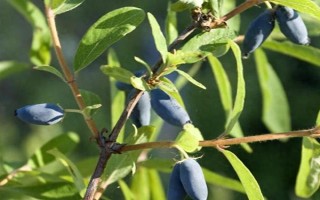 蓝靛果可以放几天，常温条件下可以保存2-3天