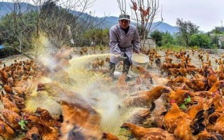 鸡应激如何预防，要为其创造一个适宜的生长环境