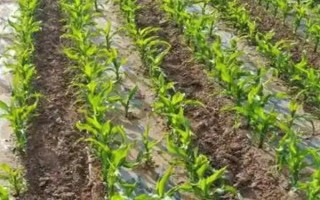 怎么用地膜种玉米，育苗移栽需要先栽苗再覆膜