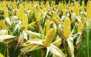 正甜68玉米种子简介,种植密度以3300株/亩为宜
