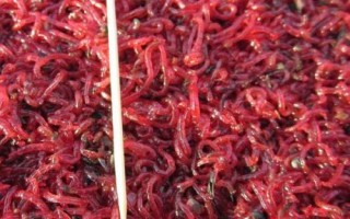 赤虫和红虫有什么区别，赤虫呈暗红色而红虫呈鲜红色