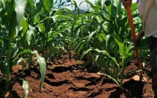 金玉1号玉米种子介绍，（曲靖）平均生育期138天