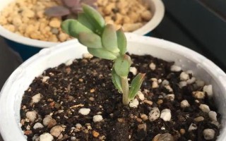 多肉的花剑怎么扦插，把花剑剪下来晾干伤口再插入土壤中