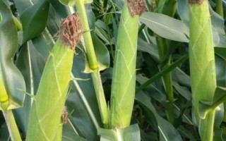 盛世1595玉米品种的特性，应选择肥力较好的地块种植