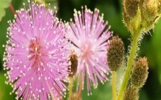 含羞草掉叶的原因，可能是浇水过量或光照不足所致