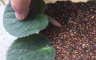 紫罗兰花的养殖方法，平时放在有散光照射的地方