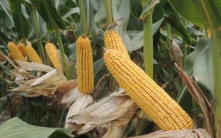 秀青74-9玉米种子特点，中抗小斑病