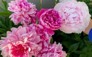 芍药的种植时间，以8-9月份为宜