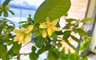 香水柠檬苗的价格，一棵需要3.6-5.9元左右