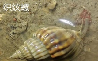 鹦鹉螺是海螺吗，是头足纲软体动物不是海螺
