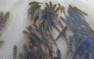 淡水石斑鱼的养殖技术，放养密度根据水流速而决定